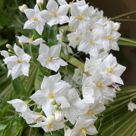 Apartahotel La Maison Du Cocher - Indépendante Climatisée En Hypercentre - Lit Queen Size