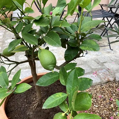 La Maison Du Cocher - Indépendante Climatisée En Hypercentre - Lit Queen Size Apartahotel