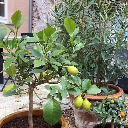 La Maison Du Cocher - Independante Climatisee En Hypercentre - Lit Queen Size Анже