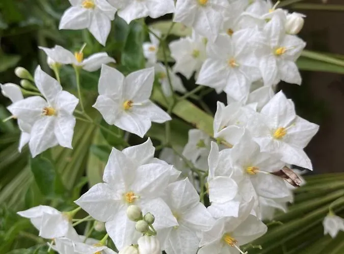 Апарт-отель La Maison Du Cocher - Independante Climatisee En Hypercentre - Lit Queen Size