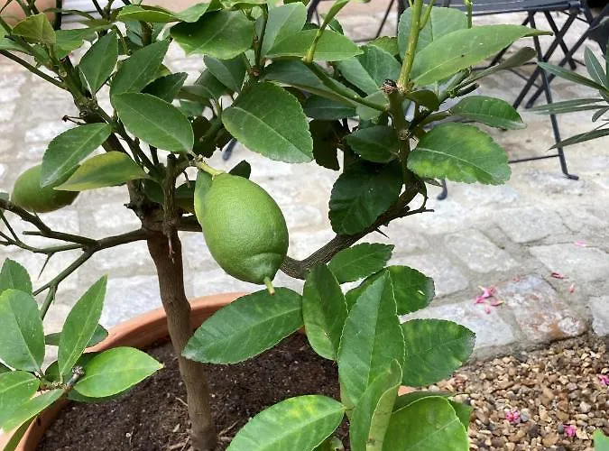 La Maison Du Cocher - Independante Climatisee En Hypercentre - Lit Queen Size Apart Otel