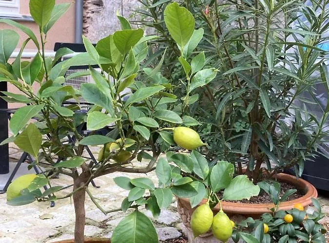 La Maison Du Cocher - Independante Climatisee En Hypercentre - Lit Queen Size Анже